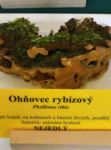 OHŇOVEC RYBÍZOVÝ (Phylloporia ribis) FOTO: Petr Mužák, 10/2024