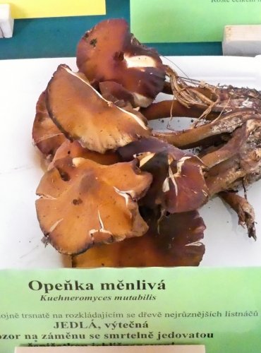OPEŇKA MĚNLIVÁ (Kuehneromyces mutabilis) FOTO: Petr Mužák, 10/2024