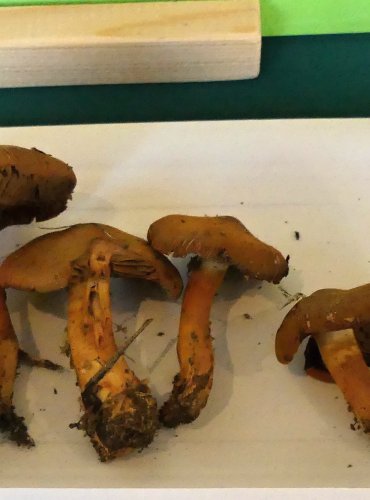 PAVUČINEC HNĚDOČERVENÝ (Cortinarius phoeniceus (Vent.) Maire) zapsán v Červeném seznamu hub (makromycetů) České republiky v kategorii DD – vzácný druh, o němž jsou nedostatečné údaje z hlediska jeho ohrožení, FOTO: Petr Mužák, 10/2024
 
