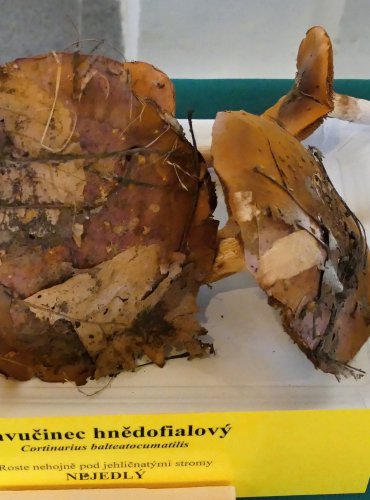PAVUČINEC HNĚDOFIALOVÝ (Cortinarius balteatocumatilis) FOTO: Petr Mužák, 10/2024