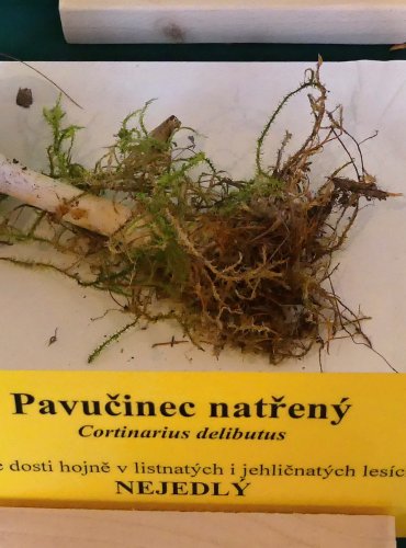 PAVUČINEC NATŘENÝ (Cortinarius delibutus) FOTO: Petr Mužák, 10/2024