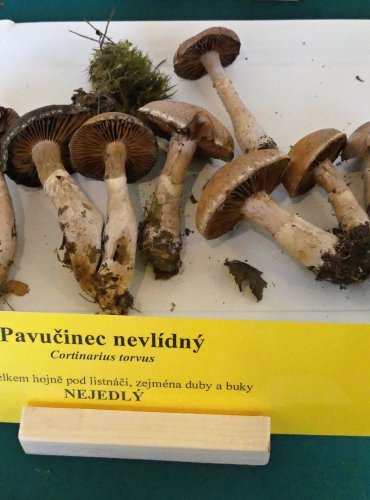 PAVUČINEC NEVLÍDNÝ (Cortinarius torvus) FOTO: Petr Mužák, 10/2024