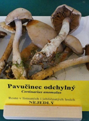PAVUČINEC ODCHYLNÝ (Cortinarius anomalus) FOTO: Petr Mužák, 10/2024
