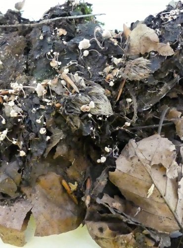 PENÍZOVKA COOKEOVA (Collybia cookei) FOTO: Petr Mužák, 10/2024