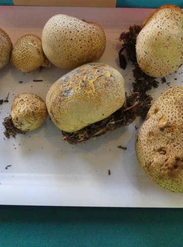 PESTŘEC OBECNÝ (Scleroderma citrinum) FOTO: Petr Mužák, 10/2024