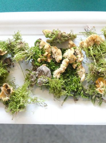 PEVNÍK CHLUPATÝ (Stereum hirsutum) FOTO: Petr Mužák, 10/2024