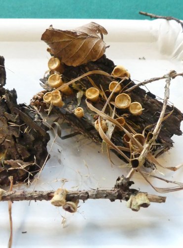 POHÁROVKA OBECNÁ (Crucibulum laeve) FOTO: Petr Mužák, 10/2024