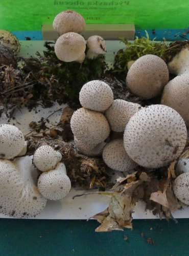 PÝCHAVKA OBECNÁ (Lycoperdon perlatum) FOTO: Petr Mužák, 10/2024