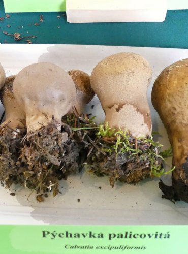 PÝCHAVKA PALICOVITÁ (Lycoperdon excipuliforme) FOTO: Petr Mužák, 10/2024