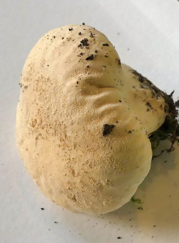 PÝCHAVKA STLAČENÁ (Vascellum pratense) FOTO: Petr Mužák, 10/2024