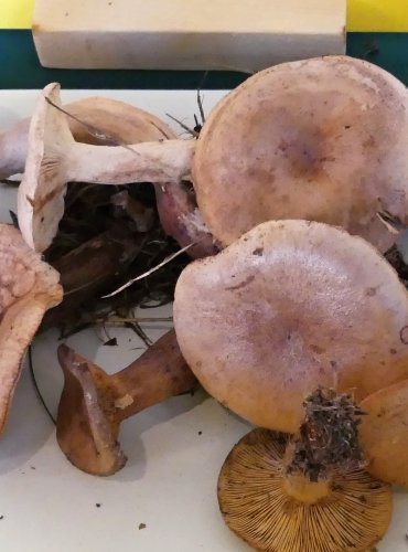 RYZEC DUBOVÝ (Lactarius quietus) FOTO: Petr Mužák, 10/2024