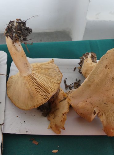 RYZEC HNĚDÝ (Lactarius helvus) FOTO: Petr Mužák, 10/2024