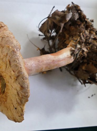 RYZEC KRAVSKÝ (Lactarius torminosus) FOTO: Petr Mužák, 10/2024