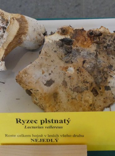 RYZEC PLSTNATÝ (Lactarius vellereus) FOTO: Petr Mužák, 10/2024