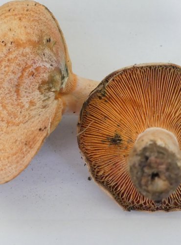 RYZEC PRAVÝ (Lactarius deliciosus) FOTO: Petr Mužák, 10/2024