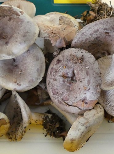 RYZEC ZELENÝ (Lactarius blennius) FOTO: Petr Mužák, 10/2024