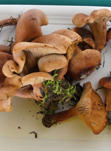 RYZEC ORANŽOVĚ HNĚDÝ neboli ryzec žlutohnědý (Lactarius fulvissimus) FOTO: Petr Mužák, 10/2024