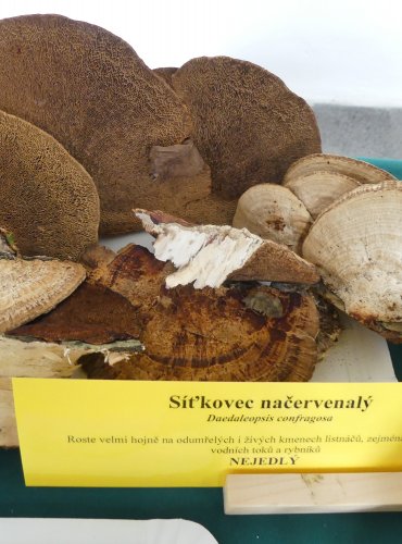 SÍŤKOVEC NAČERVENALÝ (Daedaleopsis confragosa) FOTO: Petr Mužák, 10/2024