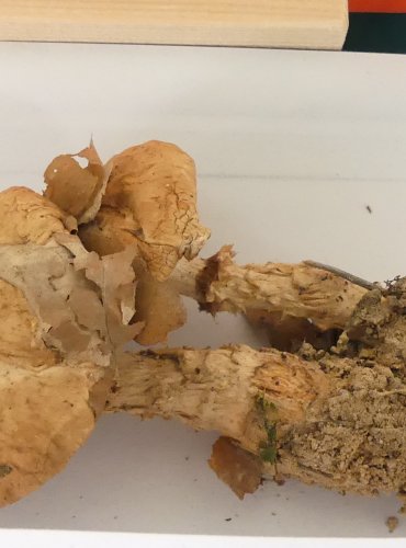 SLZIVKA KOŘENUJÍCÍ (Hebeloma radicosum) FOTO: Petr Mužák, 10/2024