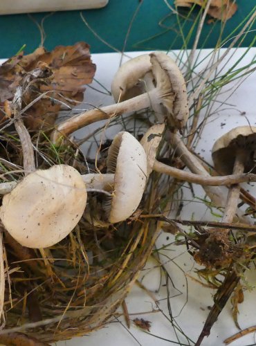 STRMĚLKA STŘEDOBARVÁ (Clitocybe metachroa) FOTO: Petr Mužák, 10/2024