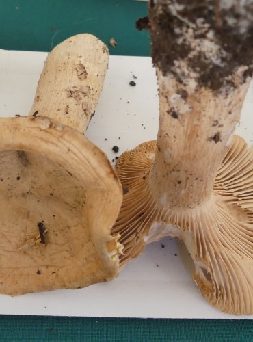 STRMĚLKA VELIKÁ (Clitocybe geotropa) FOTO: Petr Mužák, 10/2024
