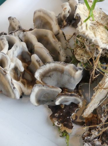 ŠEDOPÓRKA OSMAHLÁ (Bjerkandera adusta) FOTO: Petr Mužák, 10/2024