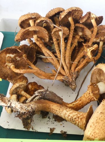 ŠUPINOVKA KOSTRBATÁ (Pholiota squarrosa) FOTO: Petr Mužák, 10/2024