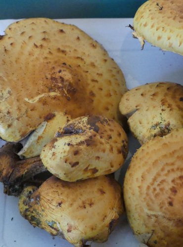 ŠUPINOVKA SLIZKÁ (Pholiota adiposa) FOTO: Petr Mužák, 10/2024