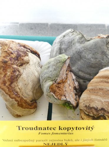 TROUDNATEC KOPYTOVITÝ (Fomes fomentarius) FOTO: Petr Mužák, 10/2024