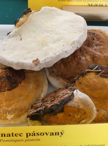 TROUDNATEC PÁSOVANÝ (Fomitopsis pinicola) FOTO: Petr Mužák, 10/2024