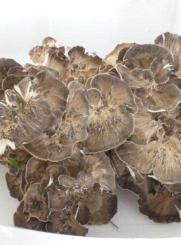 TRSNATEC LUPENITÝ (Grifola frondosa) FOTO: Petr Mužák, 10/2024