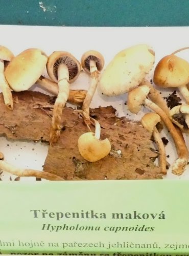 TŘEPENITKA MAKOVÁ (Hypholoma capnoides) FOTO: Petr Mužák, 10/2024