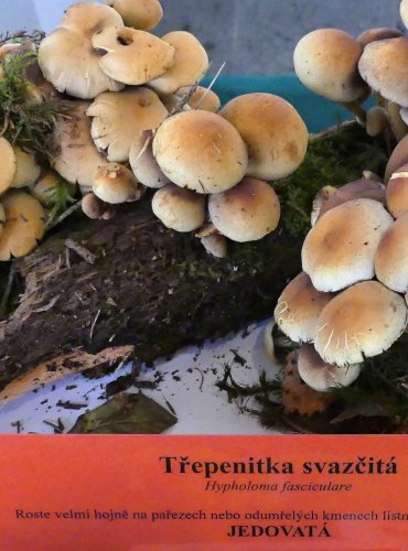 TŘEPENITKA SVAZČITÁ (Hypholoma fasciculare) FOTO: Petr Mužák, 10/2024