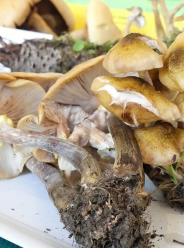 VÁCLAVKA OBECNÁ (Armillaria mellea) FOTO: Petr Mužák, 10/2024