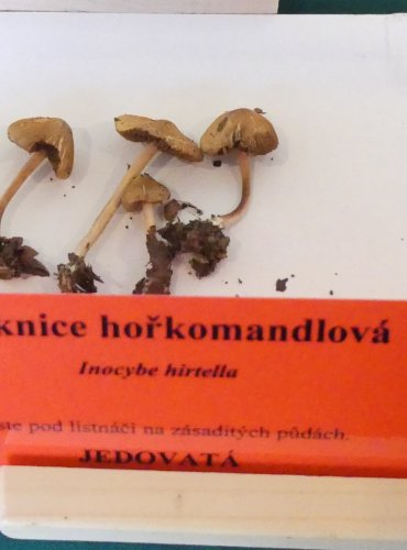 VLÁKNICE HOŘKOMANDLOVÁ (Inocybe hirtella) FOTO: Petr Mužák, 10/2024