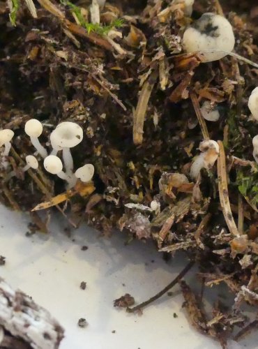 VODNIČKA JEHLIČKOVITÁ (Cudoniella acicularis) FOTO: Petr Mužák, 10/2024