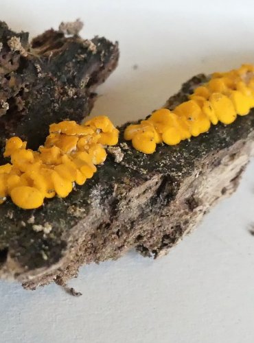 VOSKOVIČKA CITRONOVÁ (Bisporella citrina) FOTO: Petr Mužák, 10/2024