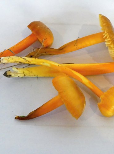 VOSKOVKA CITRONOVÁ (Hygrocybe chlorophana), zapsána v Červeném seznamu hub (makromycetů) České republiky v kategorii NT – téměř ohrožený druh, FOTO: Petr Mužák, 10/2024

