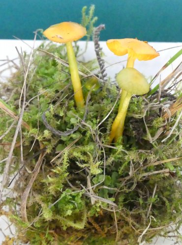 VOSKOVKA PAPOUŠČÍ (Gliophorus psittacinus) FOTO: Petr Mužák, 10/2024