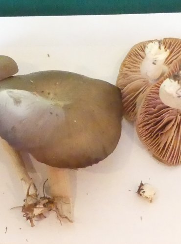 ZÁVOJENKA VMÁČKLÁ (Entoloma rhodopolium) FOTO: Petr Mužák, 10/2024