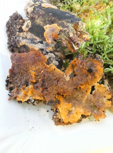 ŽILNATKA ORANŽOVÁ (Phlebia radiata) FOTO: Petr Mužák, 10/2024