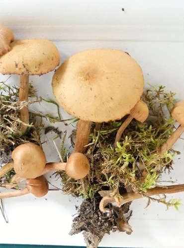 LAKOVKA STATNÁ (Laccaria proxima) FOTO: Petr Mužák, 10/2024