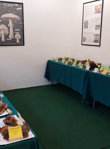Výstava hub 2025 v expozicích vlastivědného muzea