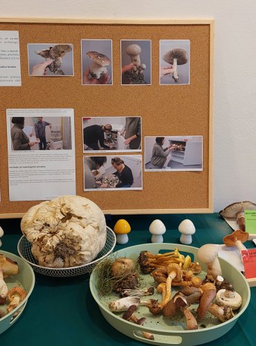 Ukázka lyofilizovaných, mrazem sušených druhů hub