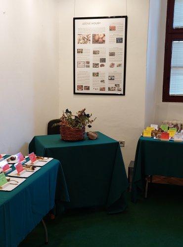 Výstava hub 2025 v expozicích vlastivědného muzea