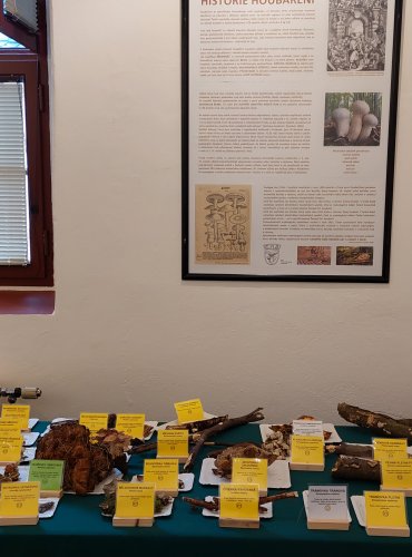 Výstava hub 2025 v expozicích vlastivědného muzea