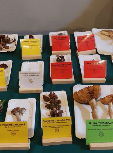 Výstava hub 2025 v expozicích vlastivědného muzea