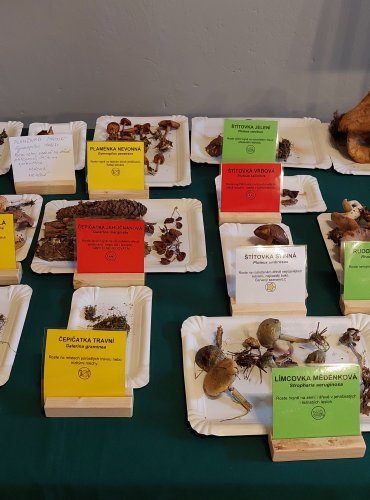 Výstava hub 2025 v expozicích vlastivědného muzea