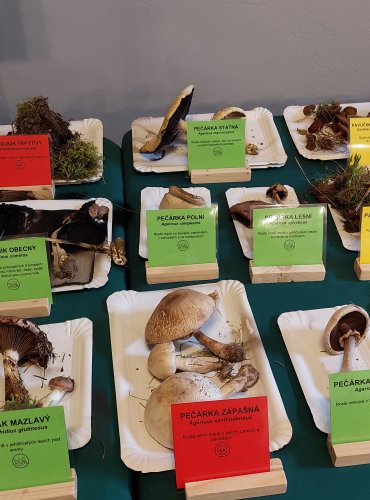 Výstava hub 2025 v expozicích vlastivědného muzea
