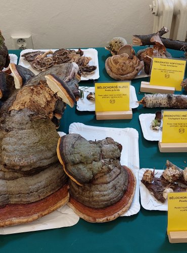 Výstava hub 2025 v expozicích vlastivědného muzea